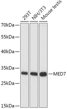 MED7 Rabbit Polyclonal Antibody