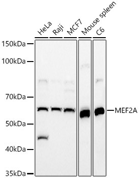 MEF2A Rabbit Polyclonal Antibody