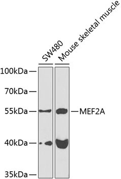 MEF2A Rabbit Polyclonal Antibody