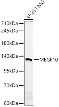 MEGF10 Rabbit Polyclonal Antibody
