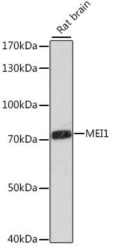 MEI1 Rabbit Polyclonal Antibody