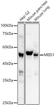 MEIS1 Rabbit Polyclonal Antibody