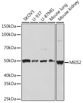MEIS2 Rabbit Monoclonal Antibody