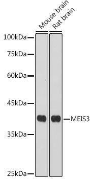 MEIS3 Rabbit Polyclonal Antibody