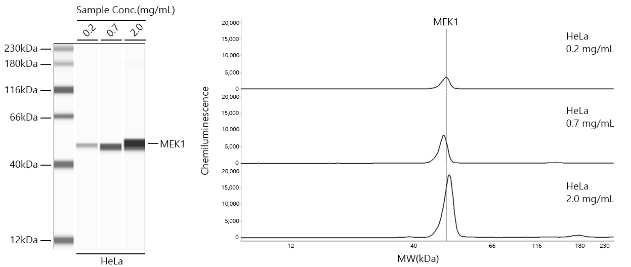MEK1 Rabbit Monoclonal Antibody
