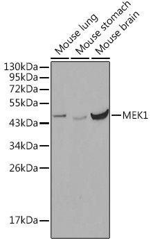 MEK1 Rabbit Polyclonal Antibody