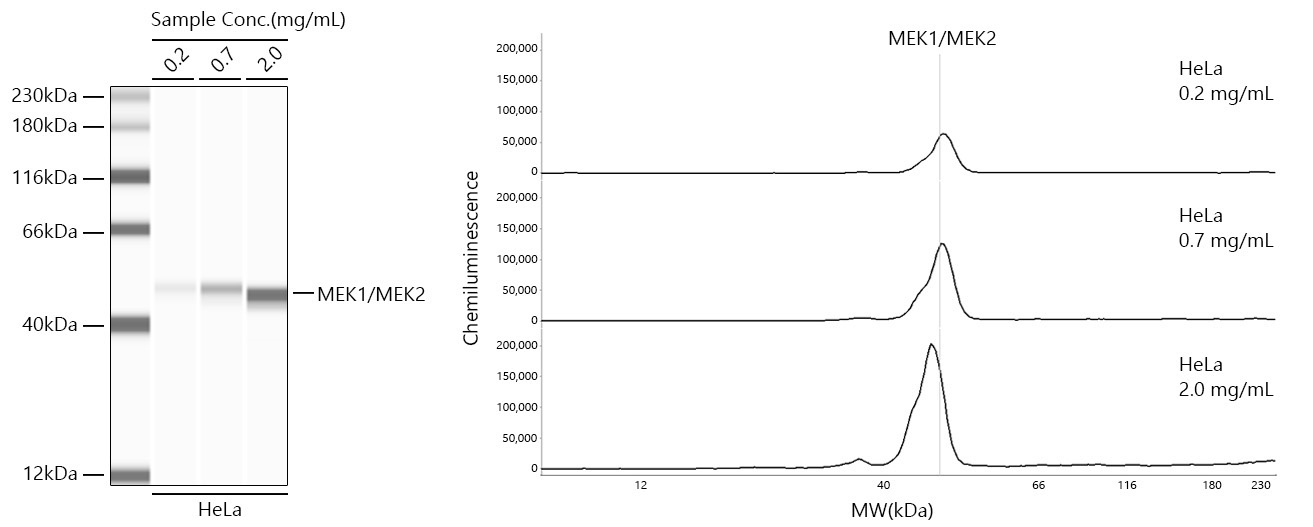 MEK1/MEK2 Rabbit Monoclonal Antibody