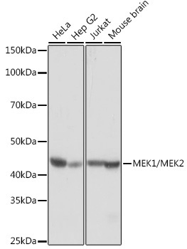 MEK1/MEK2 Rabbit Monoclonal Antibody - Image 2