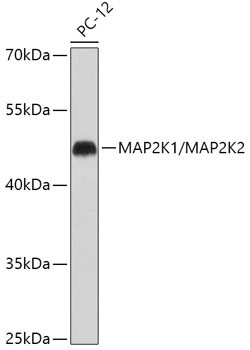MEK1/MEK2 Rabbit Polyclonal Antibody