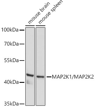 MEK1/MEK2 Rabbit Polyclonal Antibody - Image 2