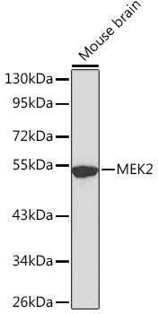 MEK2 Rabbit Polyclonal Antibody