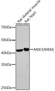 MEK3/MEK6 Rabbit Monoclonal Antibody - Image 2