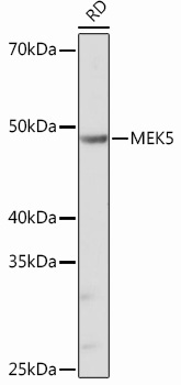 MEK5 Rabbit Monoclonal Antibody