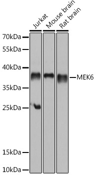 MEK6 Rabbit Polyclonal Antibody