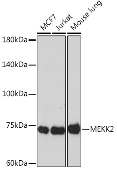 MEKK2 Rabbit Monoclonal Antibody