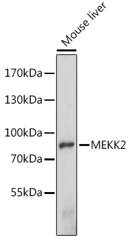 MEKK2 Rabbit Polyclonal Antibody