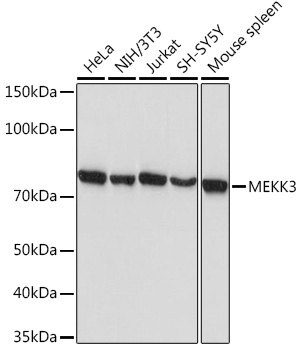 MEKK3 Rabbit Monoclonal Antibody