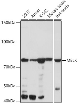 MELK Rabbit Monoclonal Antibody