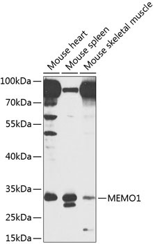 MEMO1 Rabbit Polyclonal Antibody