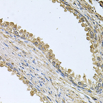 MEMO1 Rabbit Polyclonal Antibody - Image 2