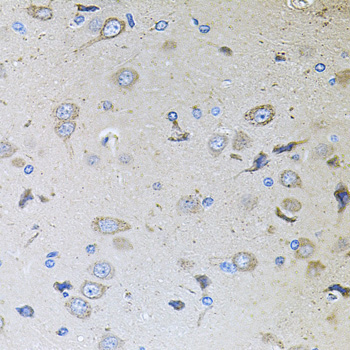 MEMO1 Rabbit Polyclonal Antibody - Image 3