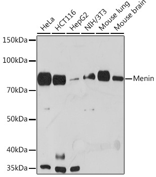 Menin Rabbit Monoclonal Antibody