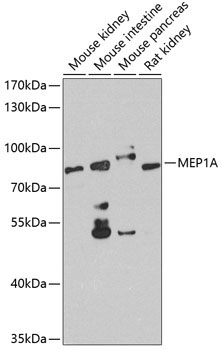 MEP1A Rabbit Polyclonal Antibody