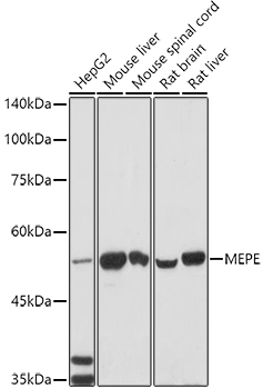 MEPE Rabbit Polyclonal Antibody