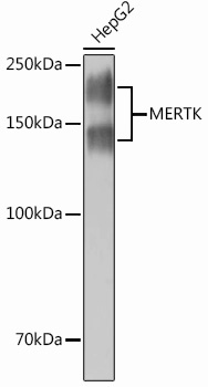 MERTK Rabbit Monoclonal Antibody