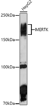 MERTK Rabbit Polyclonal Antibody - Image 2