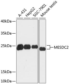 MESDC2 Rabbit Polyclonal Antibody
