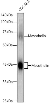 Mesothelin Rabbit Polyclonal Antibody