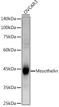 Mesothelin Rabbit Polyclonal Antibody