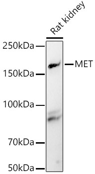 MET Rabbit Polyclonal Antibody
