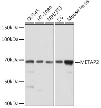 METAP2 Rabbit Monoclonal Antibody - Image 2