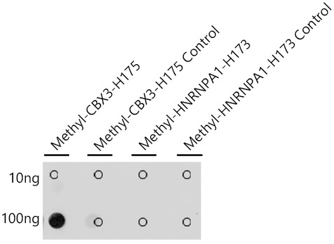 Methyl-HP1 gamma/CBX3-H175 Rabbit Polyclonal Antibody
