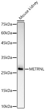 METRNL Rabbit Polyclonal Antibody