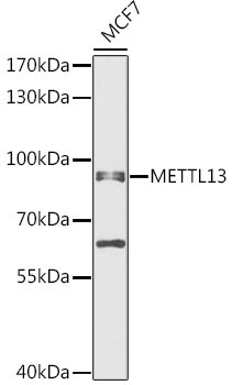 METTL13 Rabbit Polyclonal Antibody
