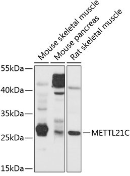 METTL21C Rabbit Polyclonal Antibody