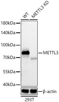 METTL3 Rabbit Monoclonal Antibody