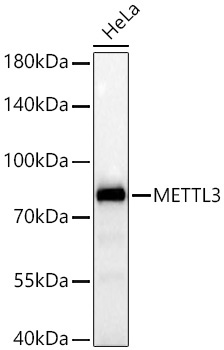 METTL3 Rabbit Monoclonal Antibody - Image 2