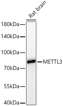 METTL3 Rabbit Monoclonal Antibody - Image 3