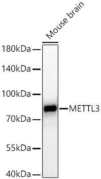 METTL3 Rabbit Monoclonal Antibody - Image 4