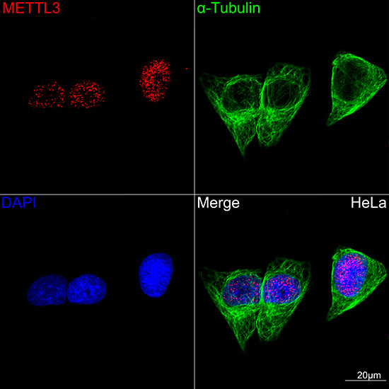 METTL3 Rabbit Monoclonal Antibody - Image 8