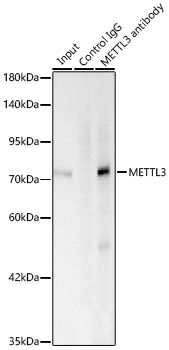 METTL3 Rabbit Monoclonal Antibody - Image 9