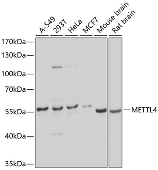 METTL4 Rabbit Polyclonal Antibody