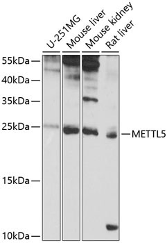 METTL5 Rabbit Polyclonal Antibody