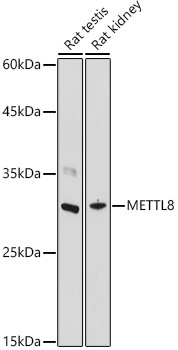 METTL8 Rabbit Polyclonal Antibody