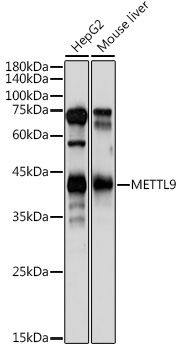 METTL9 Rabbit Polyclonal Antibody