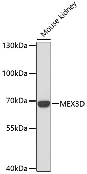 MEX3D Rabbit Polyclonal Antibody